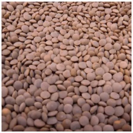 Sabit Masoor(ثابت مسور)